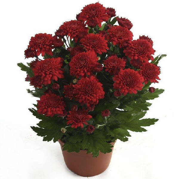 product: Хризантема Темно-красная в горшке | Купить хризантемы на кладбище, в интернет-магазине 5 РИТУАЛ РУ.